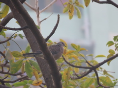 Streptopelia chinensis