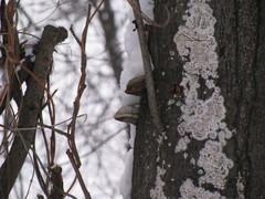 Fomes fomentarius
