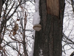 Fomes fomentarius