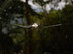 Cyclosa confusa