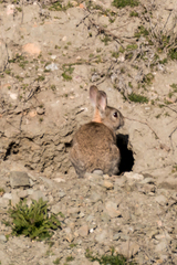 Oryctolagus cuniculus