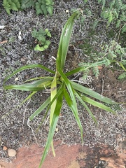 Xerophyta schlechteri