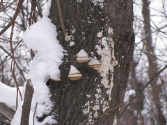 Fomes fomentarius