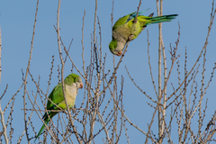 Myiopsitta monachus