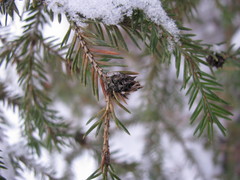 Picea