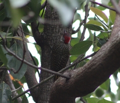 Campethera abingoni abingoni