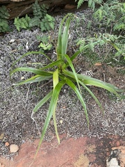 Xerophyta schlechteri