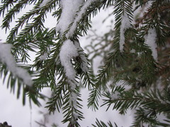 Picea