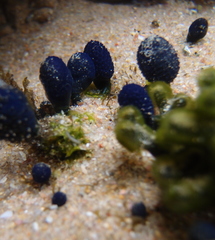Eudistoma caeruleum