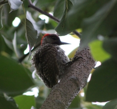 Campethera abingoni abingoni