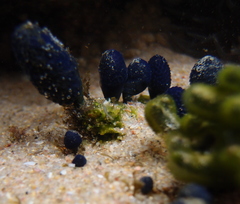 Eudistoma caeruleum