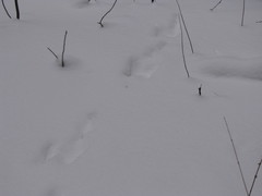 Lepus