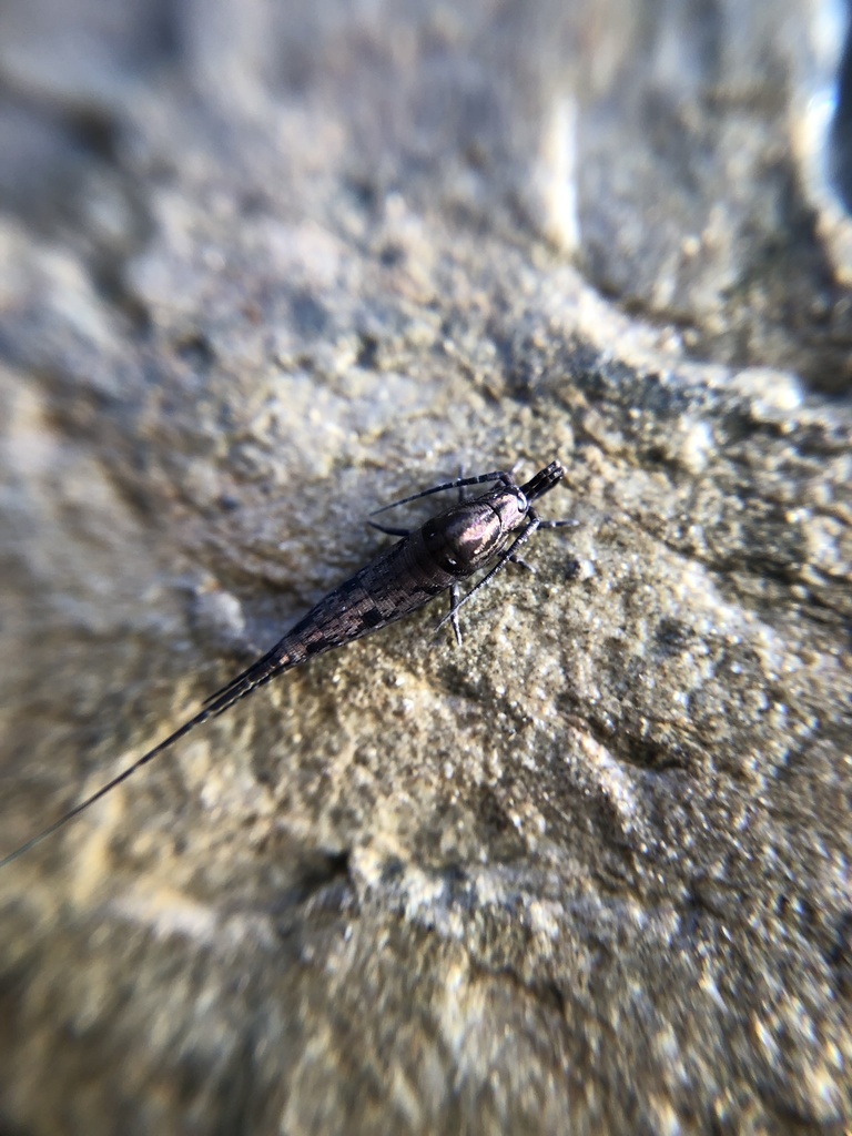 Chater's Bristletail
