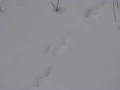 Lepus