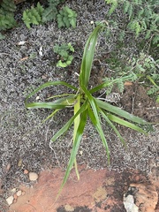 Xerophyta schlechteri