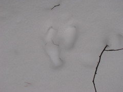 Lepus