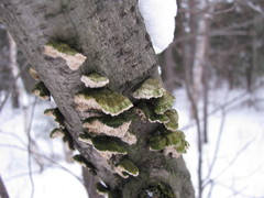 Agaricomycetes