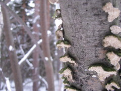 Agaricomycetes