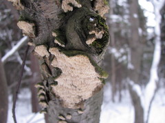 Agaricomycetes