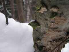 Agaricomycetes