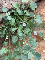 Stemodiopsis kamundii