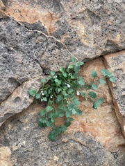 Stemodiopsis kamundii