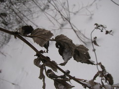 Scrophularia nodosa