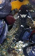 Clinocottus recalvus
