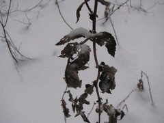 Scrophularia nodosa