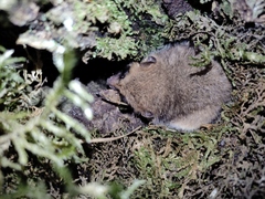 Dromiciops bozinovici