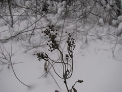 Scrophularia nodosa