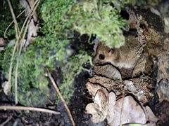 Dromiciops bozinovici