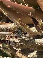 Euphilotes bernardino bernardino