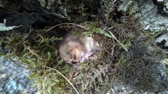 Dromiciops bozinovici