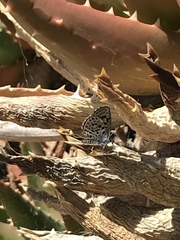 Euphilotes bernardino bernardino