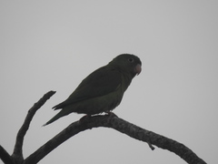 Brotogeris jugularis