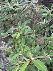 Croton gratissimus gratissimus