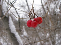 Viburnum opulus
