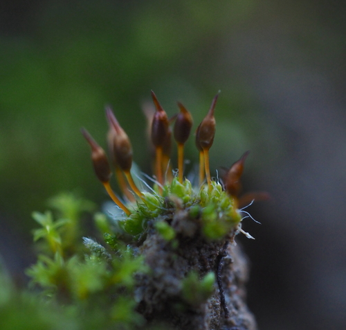 Image of Pterygoneurum ovatum by (c) carnifex, some rights reserved (CC BY)