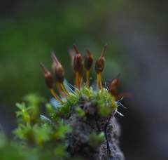 Pterygoneurum ovatum