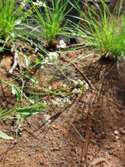 Heliotropium ciliatum