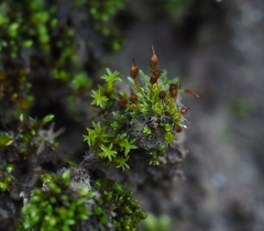 Pterygoneurum ovatum