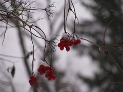 Viburnum opulus