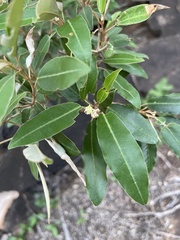 Croton gratissimus gratissimus