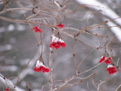 Viburnum opulus