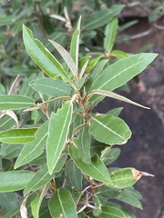 Croton gratissimus gratissimus