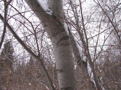 Alnus incana