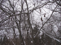 Alnus incana