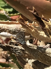 Euphilotes bernardino bernardino