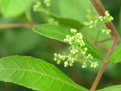 Schinus terebinthifolia terebinthifolia